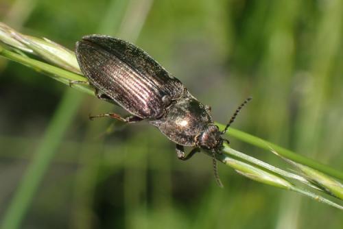 Selatosomus latus